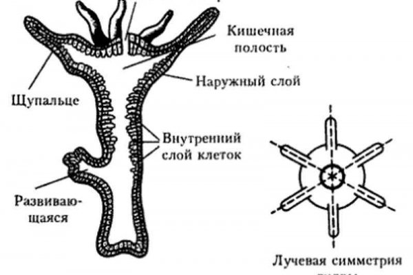 Ссылка в даркнет