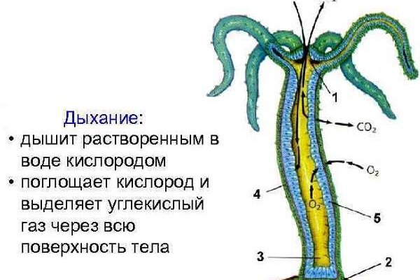 Не работает сайт kraken