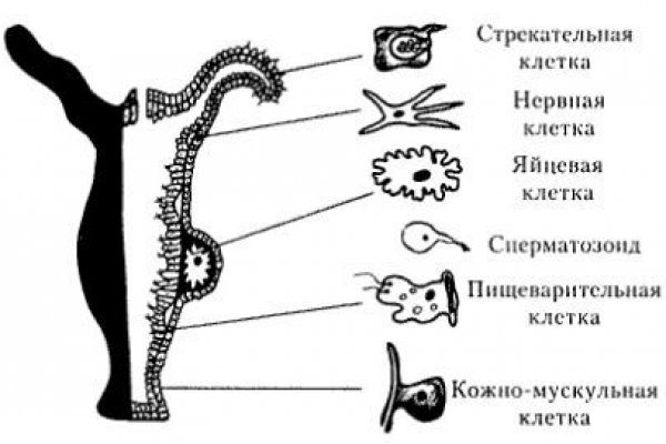 Войти на кракен